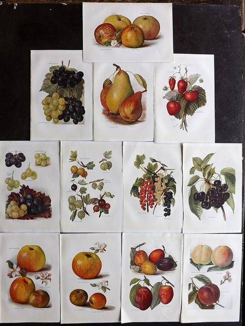 Wright, J & H 1924 Lot of 12 Vintage Fruit Prints: Lithographs Published 1924, London for "The Fruit-Grower's Guide" by John and Horace Wright. Paper Size: 10.5 x 7 inch (27 x 18cm) Very minor margin toning in parts. Good Condition