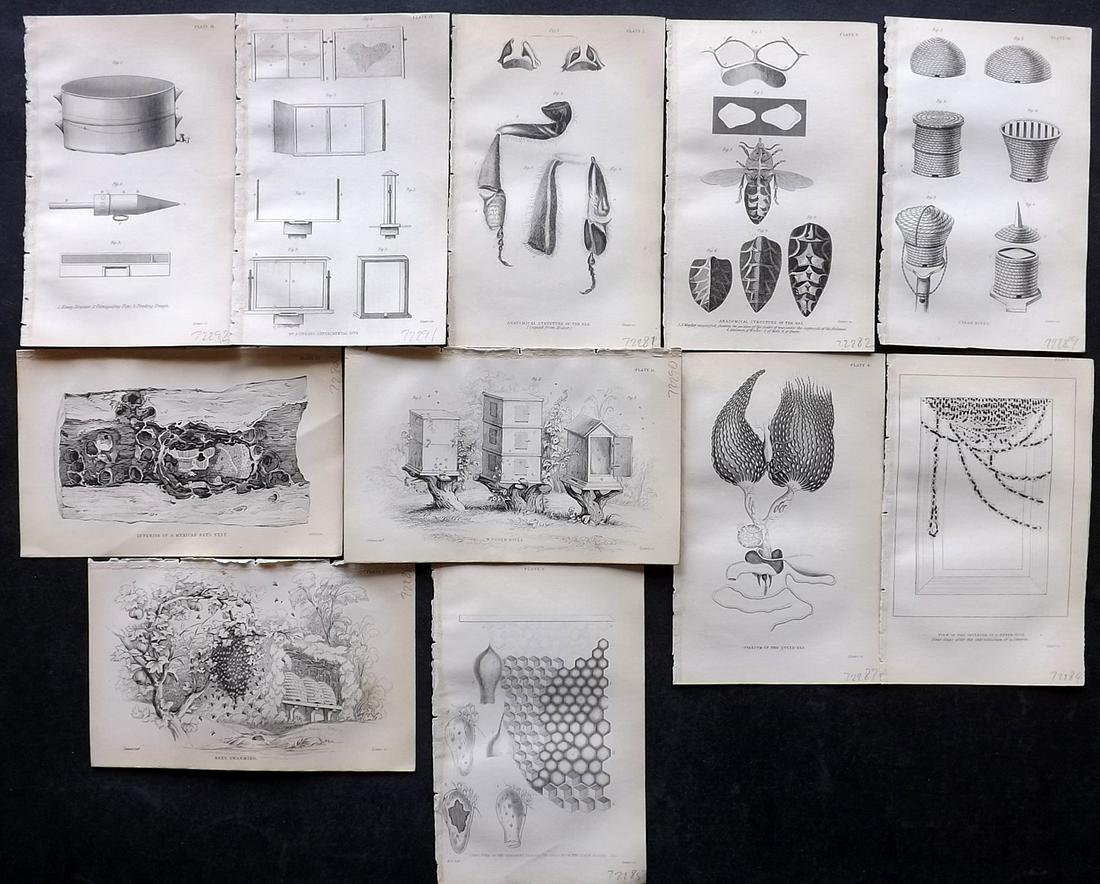 Jardine, William C1840 Lot of 11 Prints. Bees, Hives, Nests etc (1 of 2)