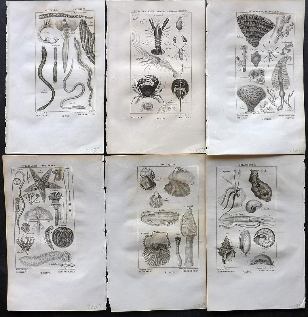 Salacroux, Antoine 1839 Lot of 6 Sea Life Prints: Steel Engraving/Etching Published 1839, Paris for "Nouveaux Éléments d' Histoire Naturelle" by Antoine Salacroux. Paper Size: 8 x 5 inch (20 x 13cm) Some toning/browning in parts. Otherwise good con