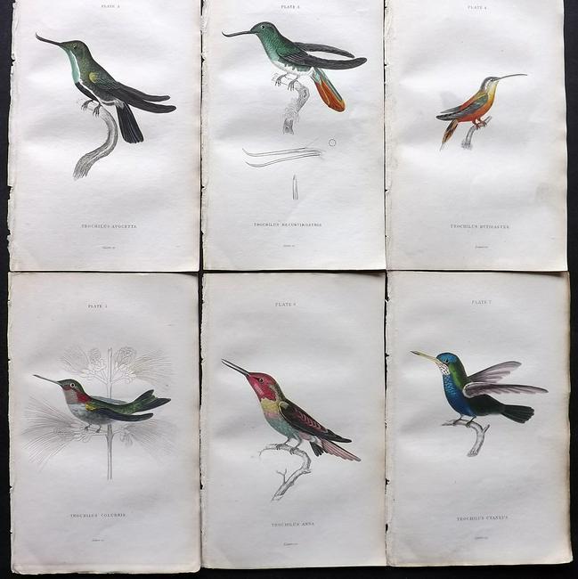 Jardine, William 1833 Lot of 6 HCol Prints Hummingbirds (1 of 2)