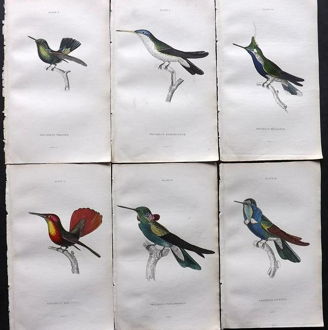Jardine, William 1833 Lot of 6 HCol Prints Hummingbirds (1 of 2)