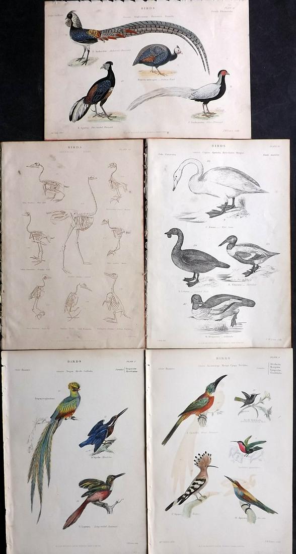 Richardson, John 1862 Lot of 5 Bird Prints incl Hand Col (1 of 2)