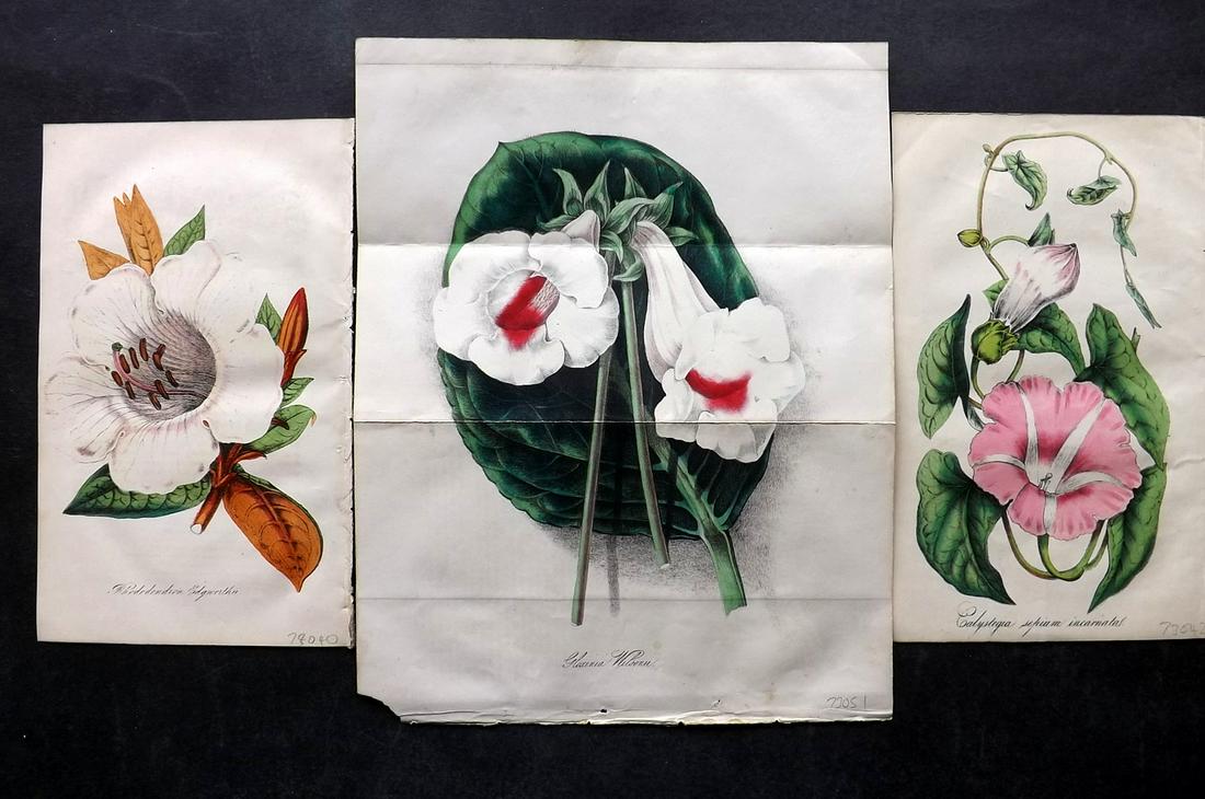 Floricultural Cabinet 1853 Lot of 3 Hand Col Botanical Prints (1 of 2)