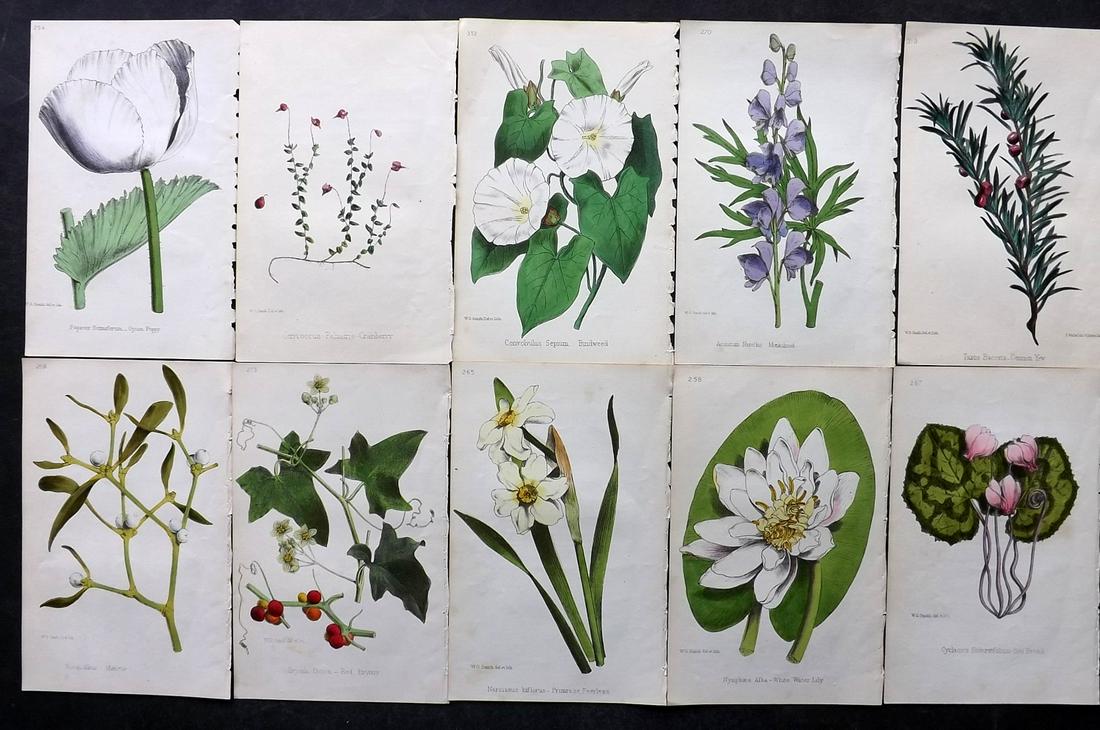 Hogg & Johnson C1870 Lot of 10 HCol Botanical Prints: Hand Coloured Lithographs Published 1863-1880, London for "The Wild Flowers of Great Britain" by Robert Hogg & George W. Johnson. Paper Size: 9 x 5.5 inch (23 x 14cm) Good Condition