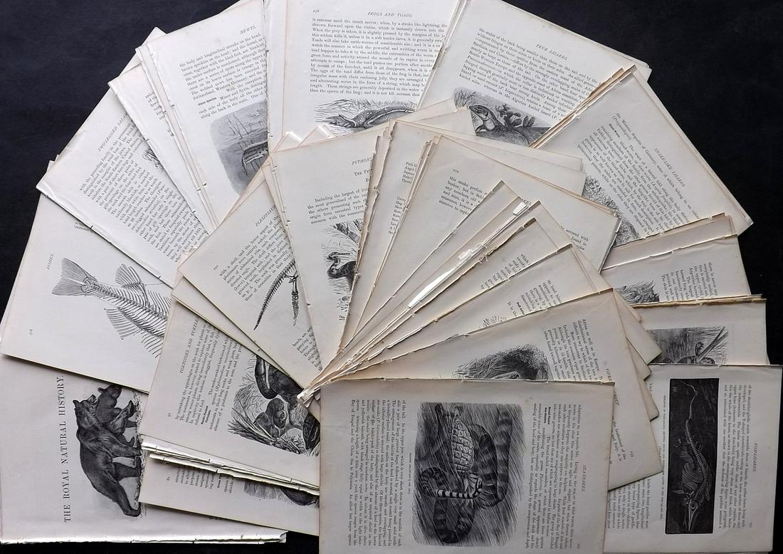 Lydekker, Richard 1895 Lot of 100 Illus. Natural History Sheets: 100 Illustrated Sheets, Containing Wood Engravings with related surrounding and verso text Published 1894-95, London for "The Royal Natural History" by Richard Lydekker. Illustrated by Smit, Keulemans