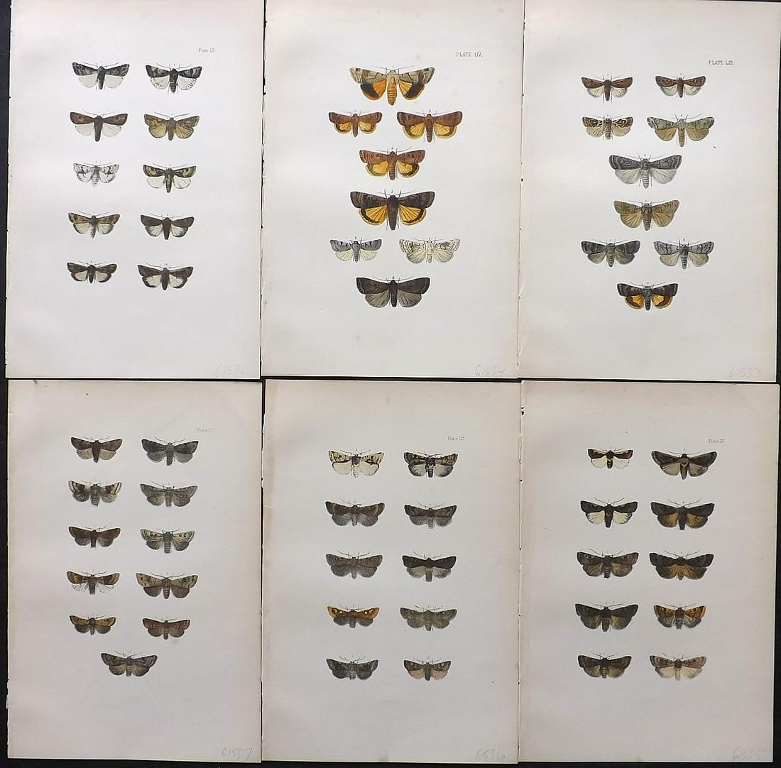 Morris, Francis 1903 Lot of 6 Antique Moth Prints: Lithographs, some with additional hand colour Published 1903, London for "A Natural History of British Moths" by the Rev. Francis Orpen Morris. Fine hand colour as issued. Paper Size: 10 x 7 inch (25 
