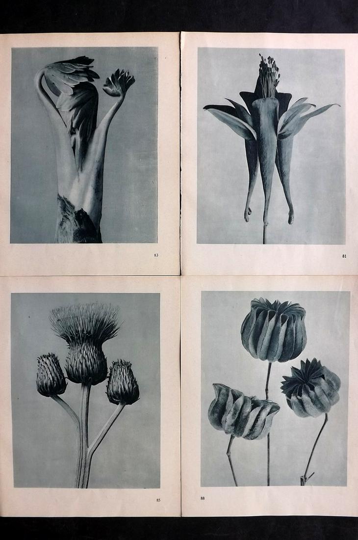 Blossfeldt, Karl 1936 Lot of 4 Botanical Prints (1 of 2)