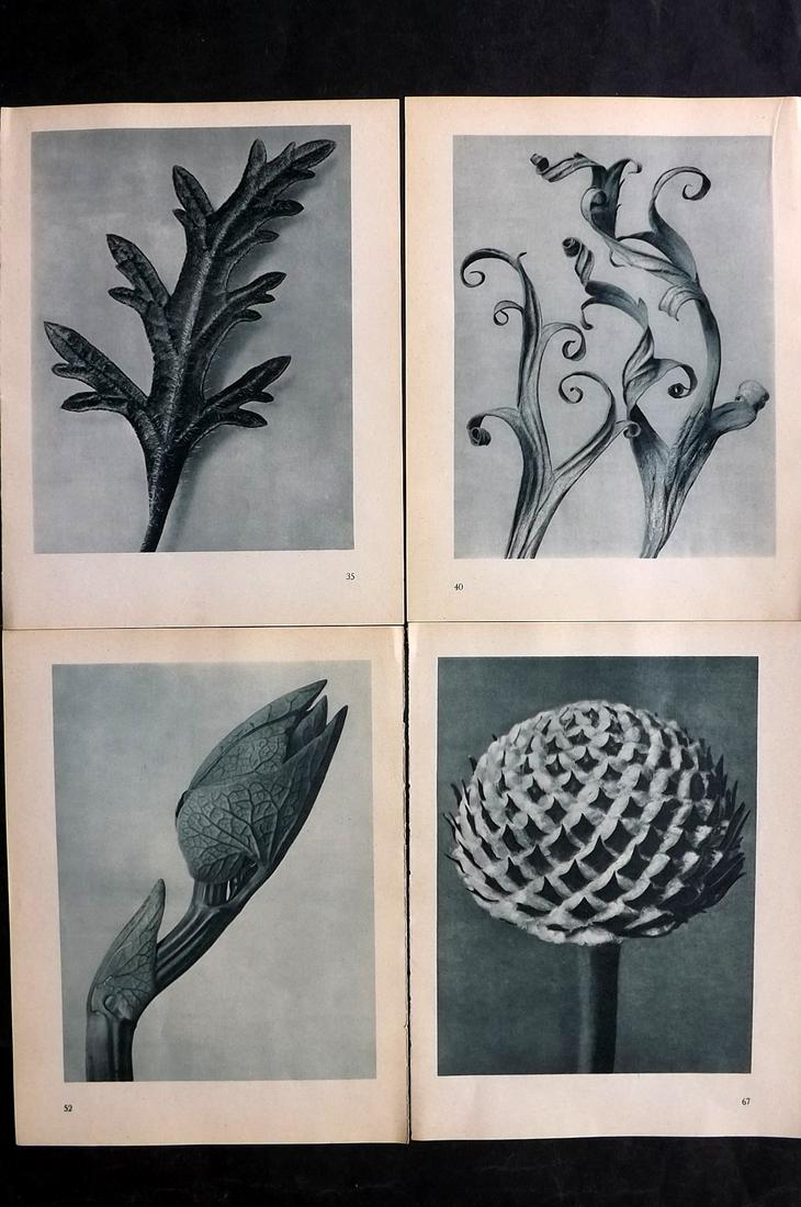 Blossfeldt, Karl 1936 Lot of 4 Botanical Prints (1 of 2)