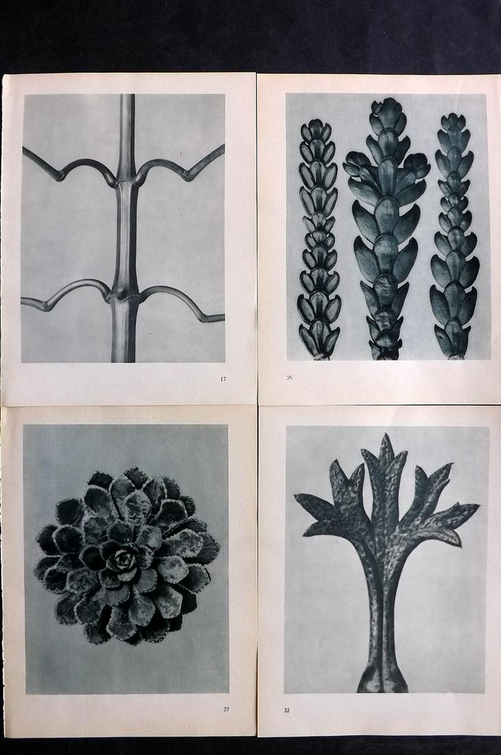 Blossfeldt, Karl 1936 Lot of 4 Botanical Prints (1 of 2)