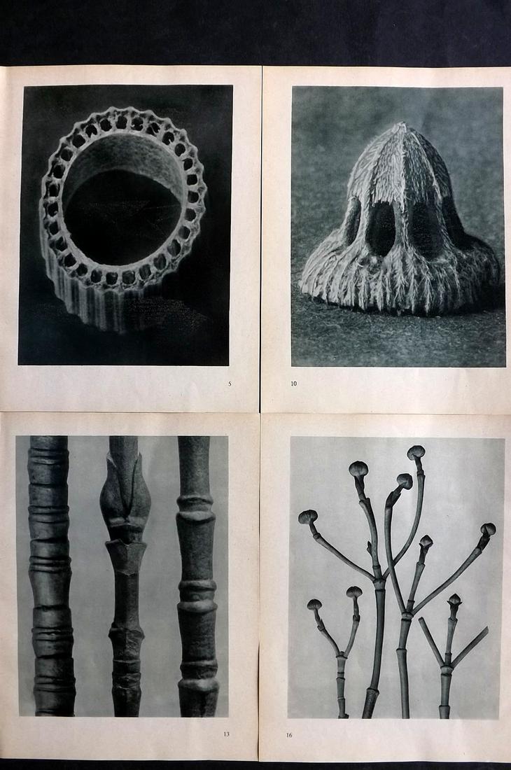 Blossfeldt, Karl 1936 Lot of 4 Botanical Prints (1 of 2)