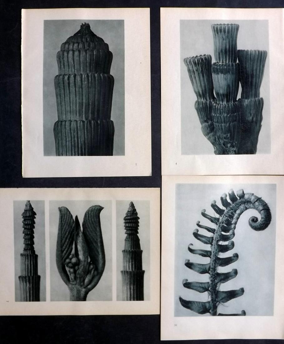 Blossfeldt, Karl 1936 Lot of 4 Botanical Prints (1 of 2)