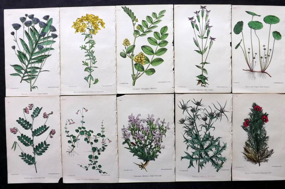 Hogg & Johnson C1870 Lot of 10 HCol Botanical Prints: Hand Coloured Lithographs Published 1863-1880, London for "The Wild Flowers of Great Britain" by Robert Hogg & George W. Johnson. Paper Size: 9 x 5.5 inch (23 x 14cm) Good Condition