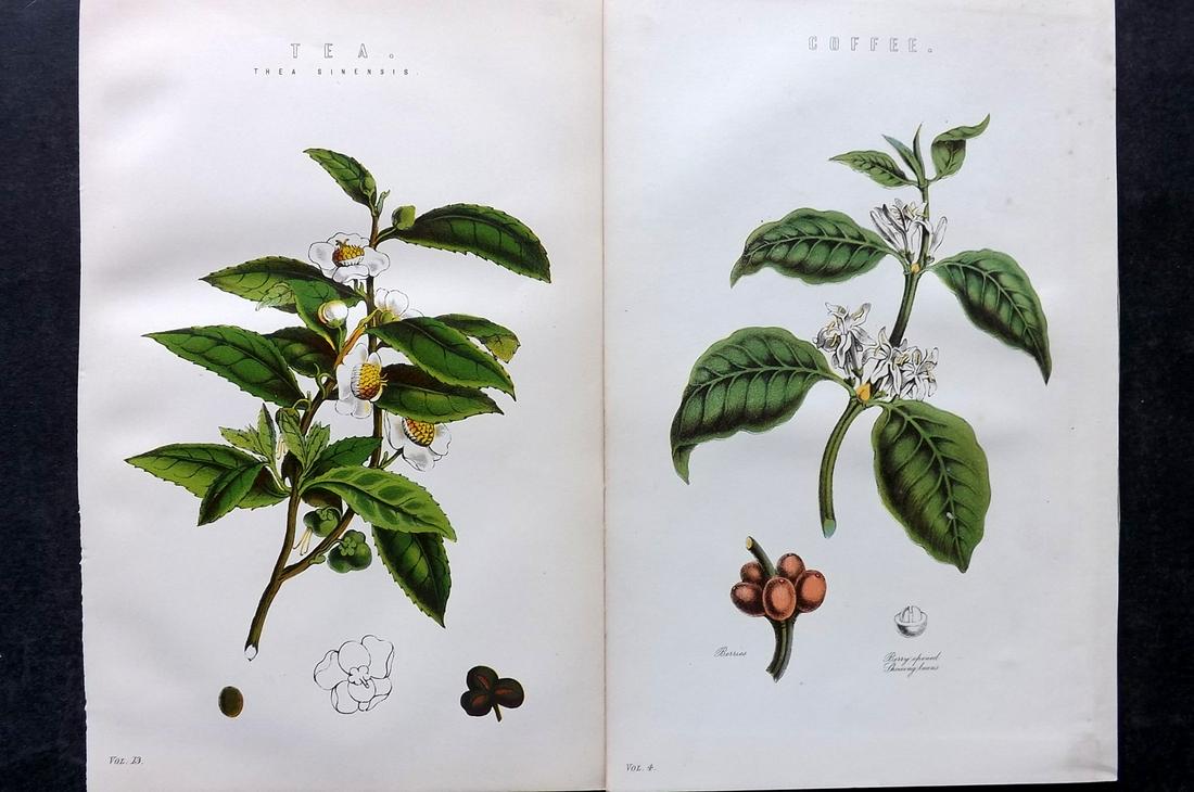 Nat. Ency. 1891 Pair of Botanical Prints. Tea & Coffee (1 of 2)