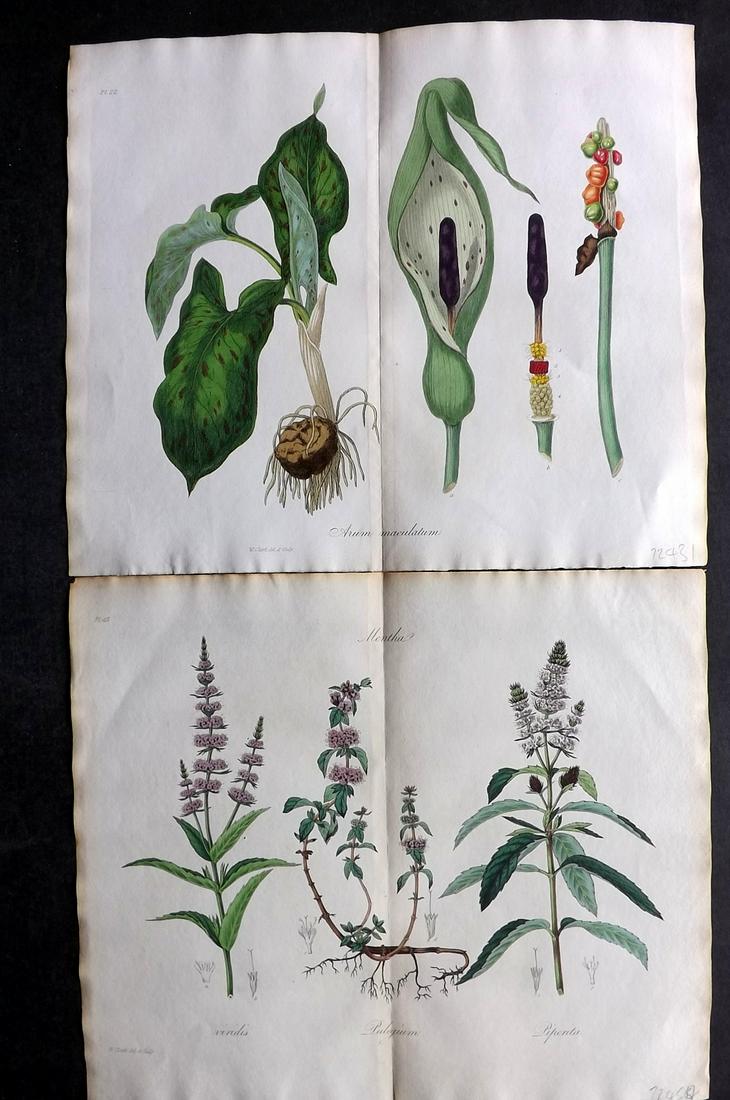 Stephenson, John 1834 Pair of HC Double Botanical Prints (1 of 2)