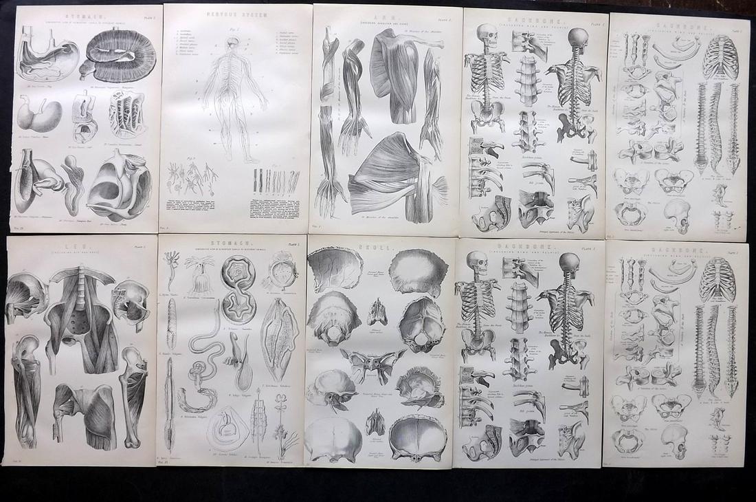 Nat. Ency. 1891 Lot of 10 Anatomy Prints (1 of 2)