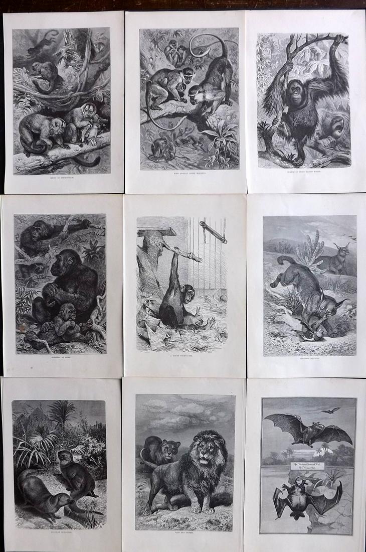Lydekker, Richard 1895 Lot of 9 Natural History Prints: Wood Engravings (Reverse side blank) Published 1894-95, London for "The Royal Natural History" by Richard Lydekker. Illustrated by Smit, Keulemans, Wolf and others. Paper Size: 10 x 6.5 inch (25 x 16.