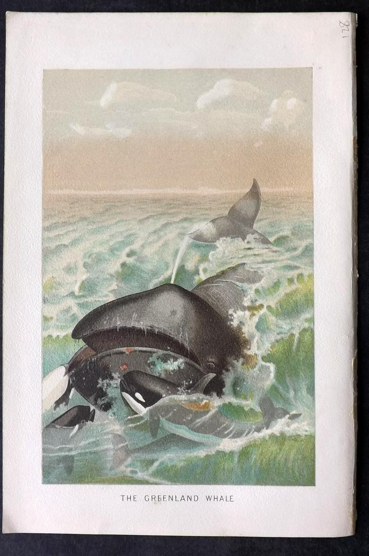 Lydekker, Richard 1895 Print. Greenland Whale: Chromolithograph Published 1894-95, London for "The Royal Natural History" by Richard Lydekker. Illustrated by Smit, Keulemans, Wolf and others. Paper Size: 10 x 6.5 inch (25 x 16.5cm) Good Condition