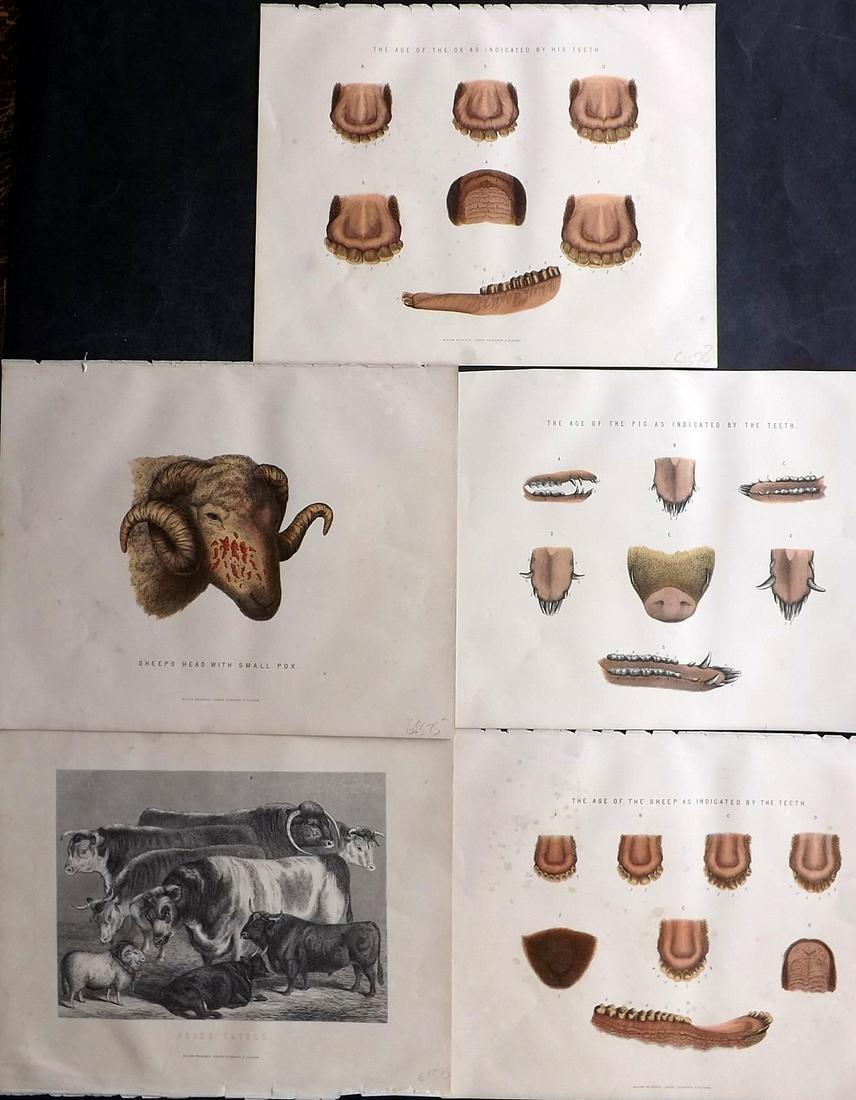 Miles, W. J. 1898 Lot of 5 Antique Livestock Prints (1 of 2)