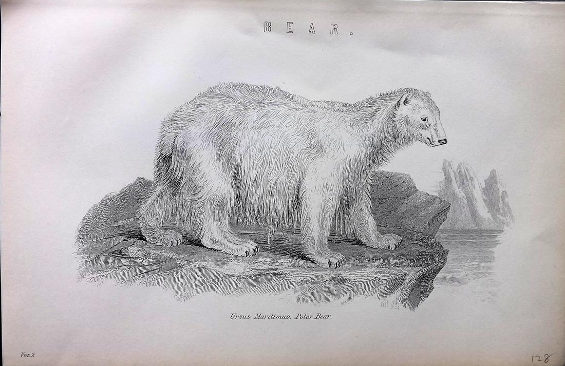 Nat. Ency. 1891 Antique Print. Polar Bear (1 of 2)