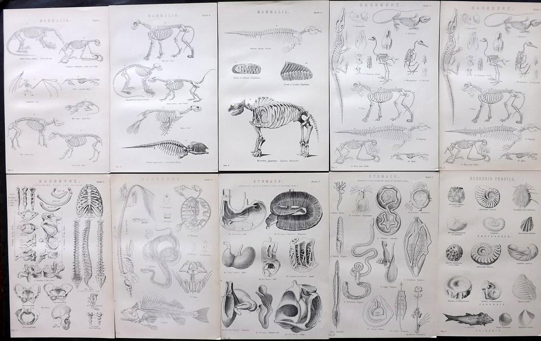 Nat. Ency. 1891 Lot of 10 Natural History Anatomy Prints (1 of 2)