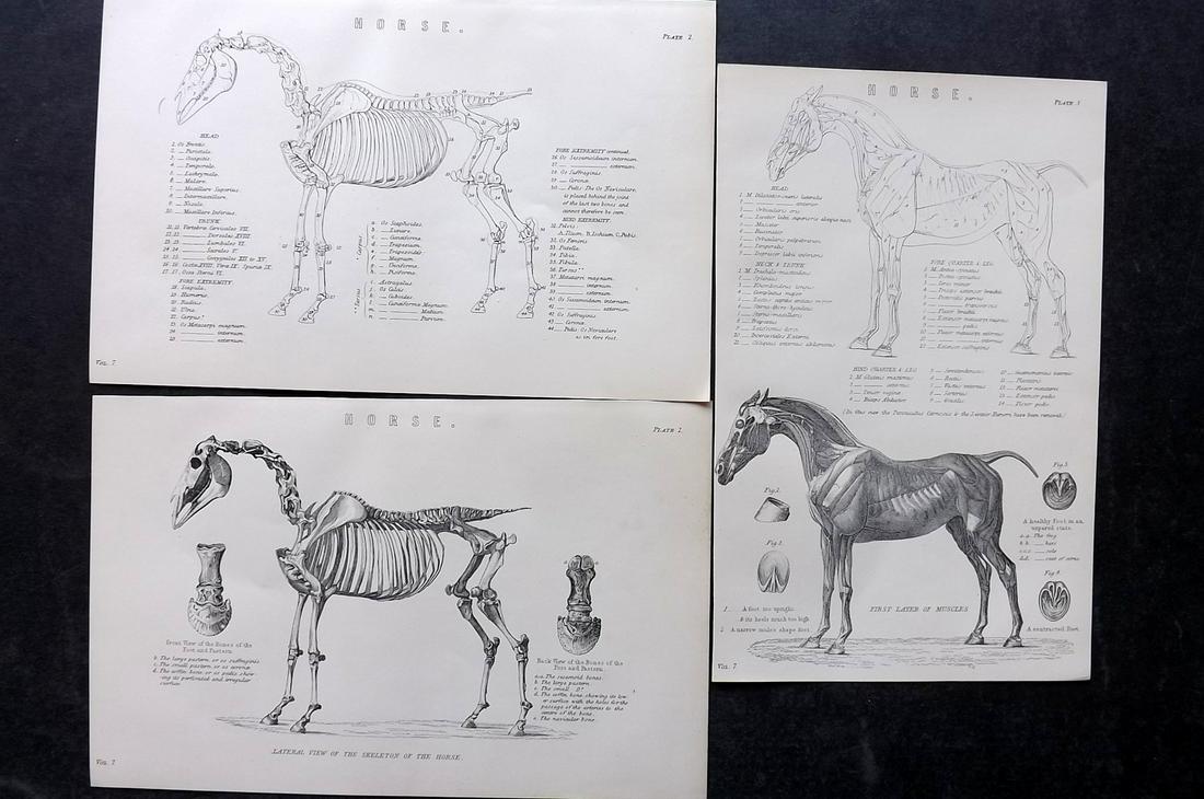 Nat. Ency. 1891 Lot of 3 Prints. Horse Anatomy (1 of 2)