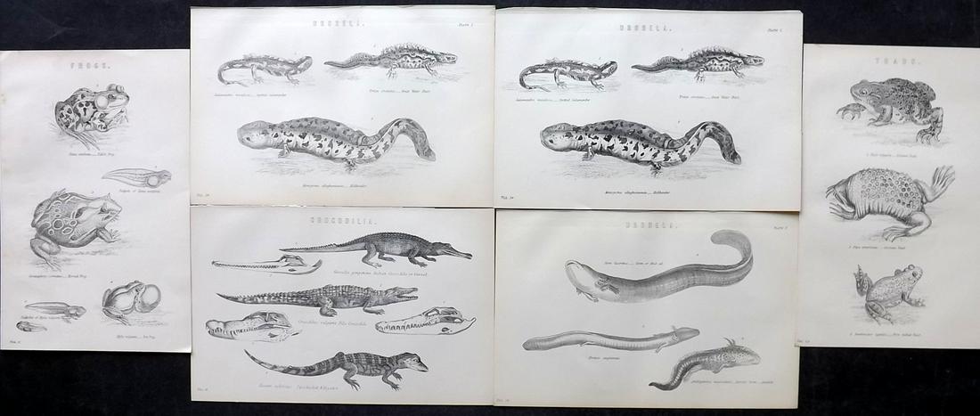 Nat. Ency. 1891 Lot of 6 Reptile Prints: Woodblock Published 1891-1901 by William Mackenzie, London for "The National Encyclopedia: A dictionary of Universal Knowledge" Paper Size: 9.5 x 6 inch (24 x 16cm) Some Duplicates. Good Condition