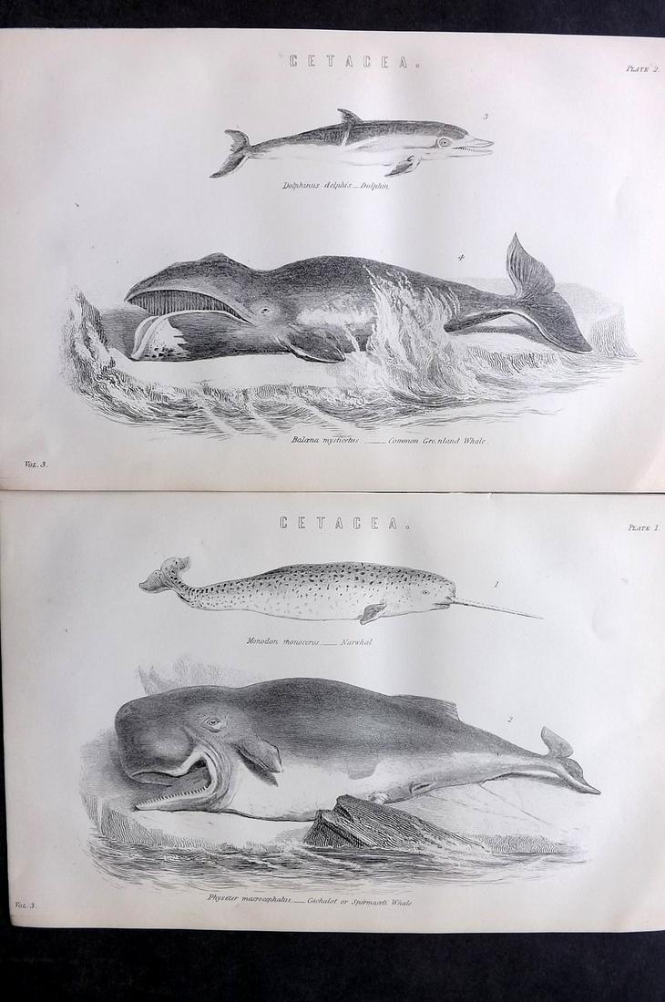 Nat. Ency. 1891 Pair of Antique Prints. Whales (1 of 2)