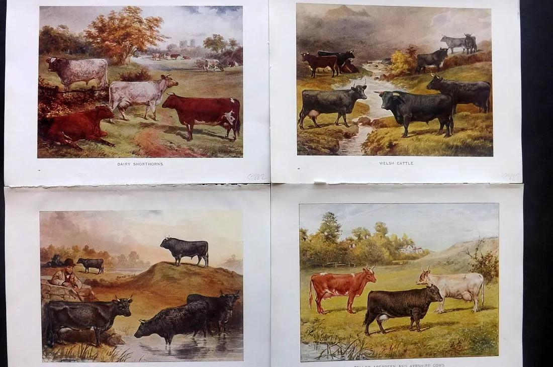 Prince-Sheldon, J. 1902 Lot of 4 Cattle Prints (1 of 2)