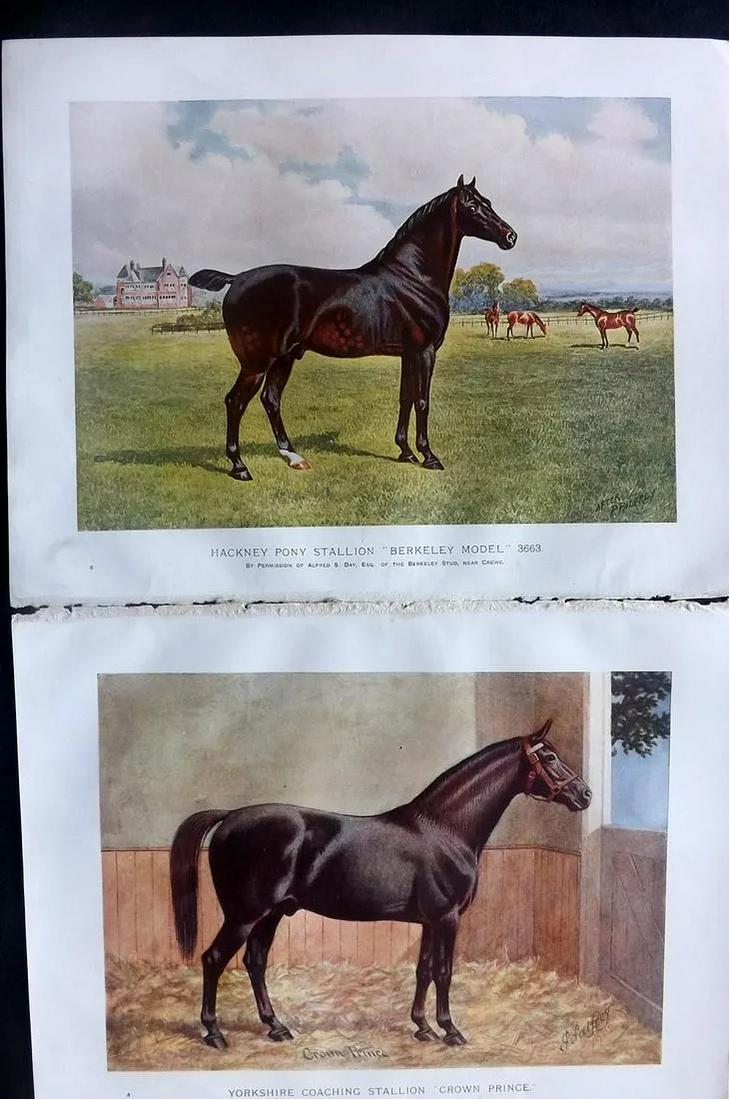 Prince-Sheldon, J. 1902 Pair of Horse Prints (1 of 2)