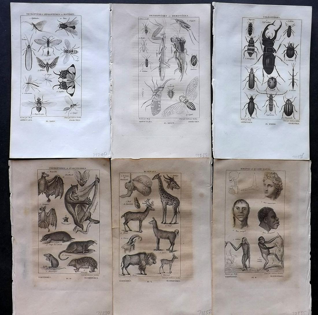 Salacroux, Antoine 1839 Lot of 6 Natural History Prints: Steel Engraving/Etching Published 1839, Paris for "Nouveaux Éléments d' Histoire Naturelle" by Antoine Salacroux. Paper Size: 8 x 5 inch (20 x 13cm) Some toning/browning in parts. Otherwise good con