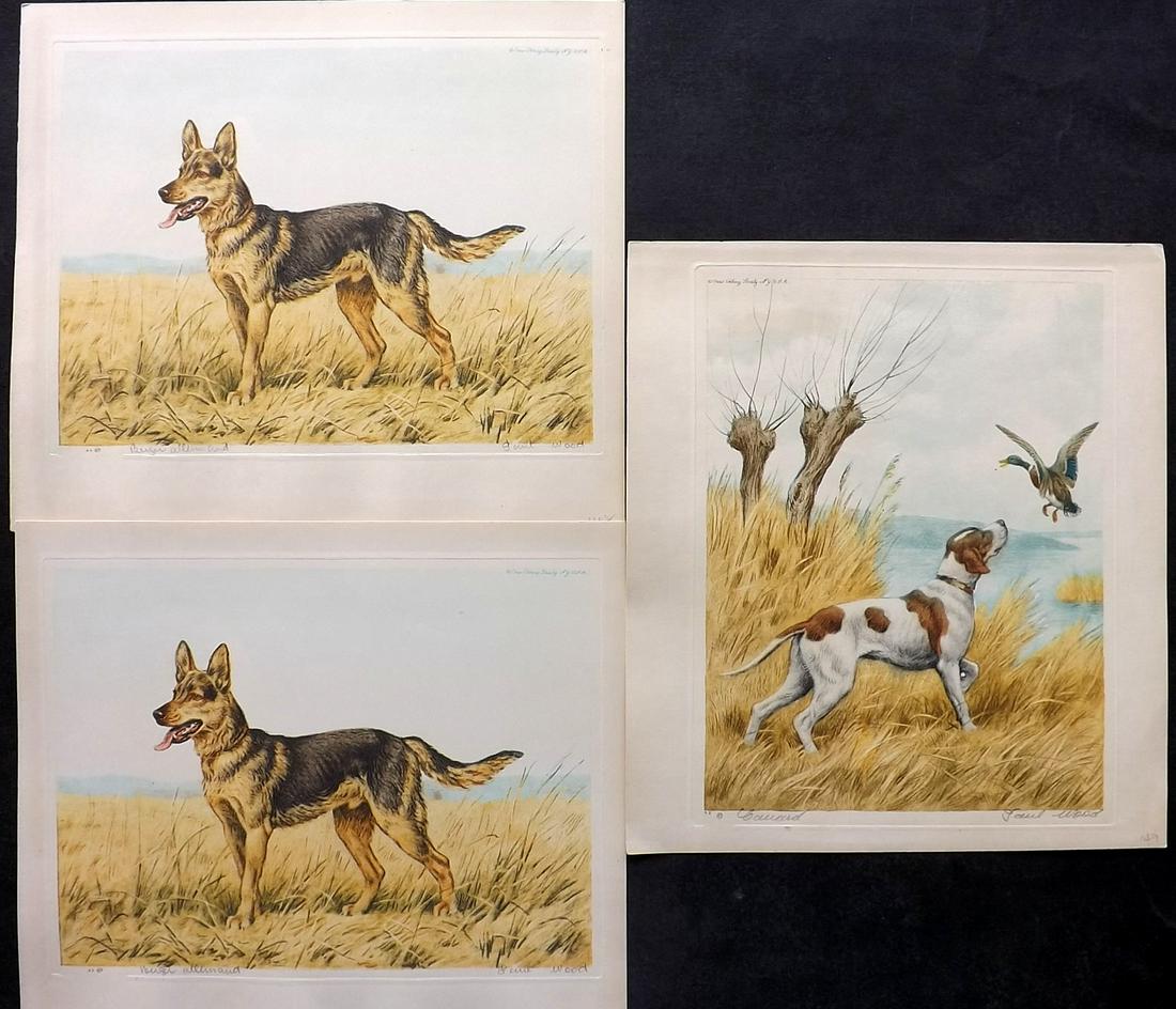 Wood, Paul C1935 Signed Dog Etching. Berger Allemand: Colour Printed Etching Published C1935 by the Paris Etching Society, New York. Drawn & Etched by Paul Wood. Signed and Titled in pencil by Wood, bottom margin. Paper Size: 9.5 x 8.5 inch (24 x 22cm) G