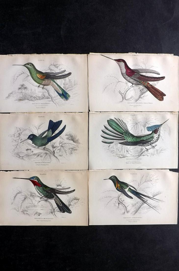 Jardine, William C1840 Lot of 6 Hand Col Hummingbird Prints (1 of 2)