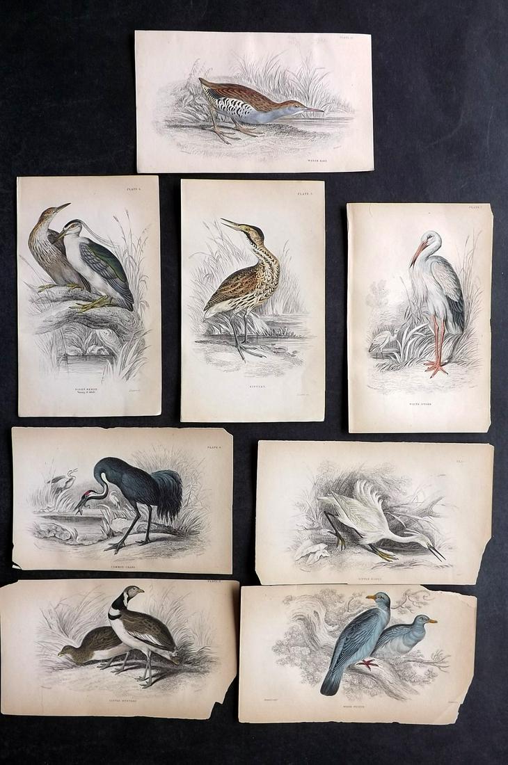 Jardine, William C1840 Lot of 8 Hand Col Bird Prints (1 of 2)