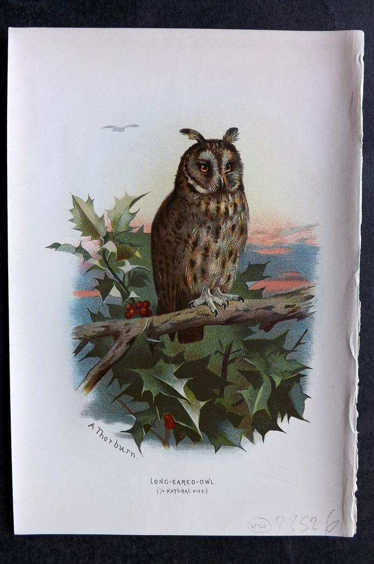 Swaysland, Walter 1883 Bird Print. Owl. 1st Edition (1 of 2)