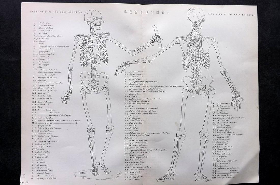 National Encyclopedia 1891 Anatomy Print. Skeleton (1 of 2)