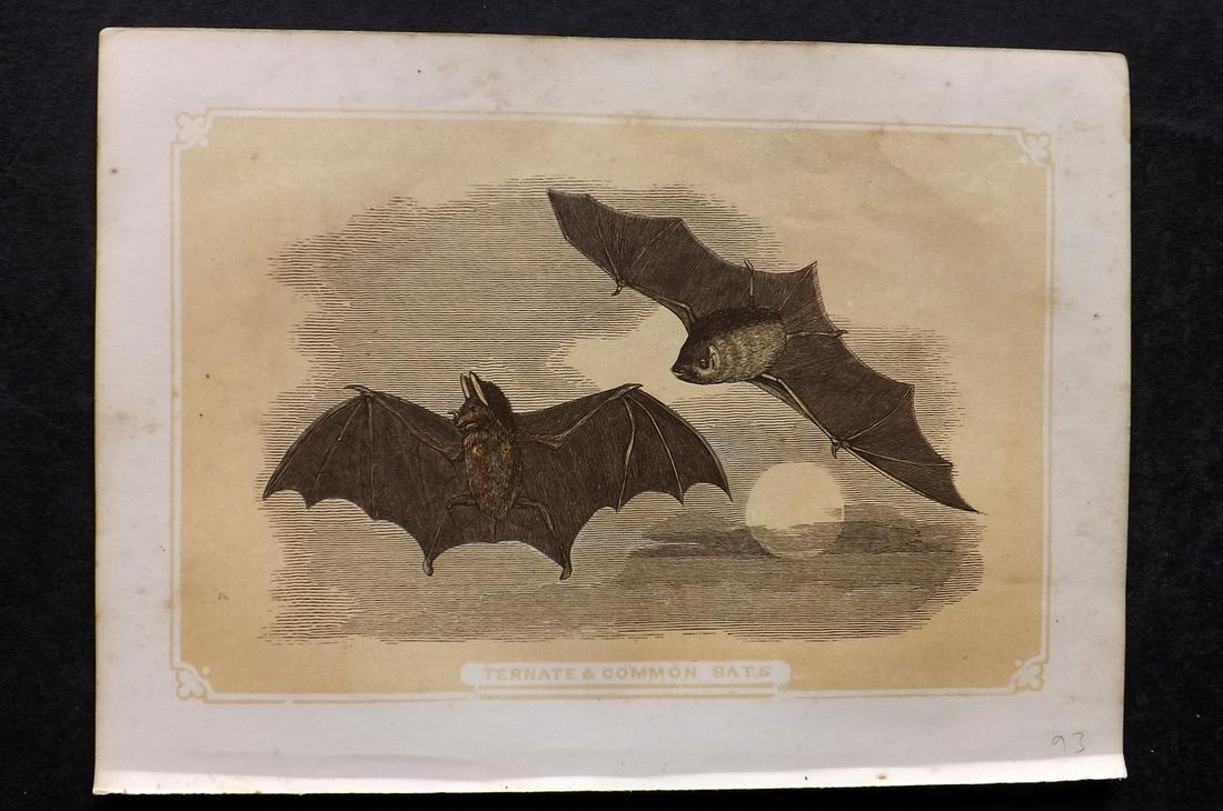 Bicknell, W. I. 1851 Antique Print. Bats: Woodblocks Published 1851, London for "The Natural History of the Sacred Scriptures" by W. I. Bicknell. Paper Size: 6.5 x 5 inch (16.5 x 13cm) Minor background toning, otherwise Good Condition