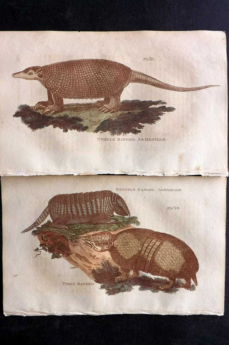 Brightly (Pub) 1811 Pair of Hand Col Armadillo Prints (1 of 2)