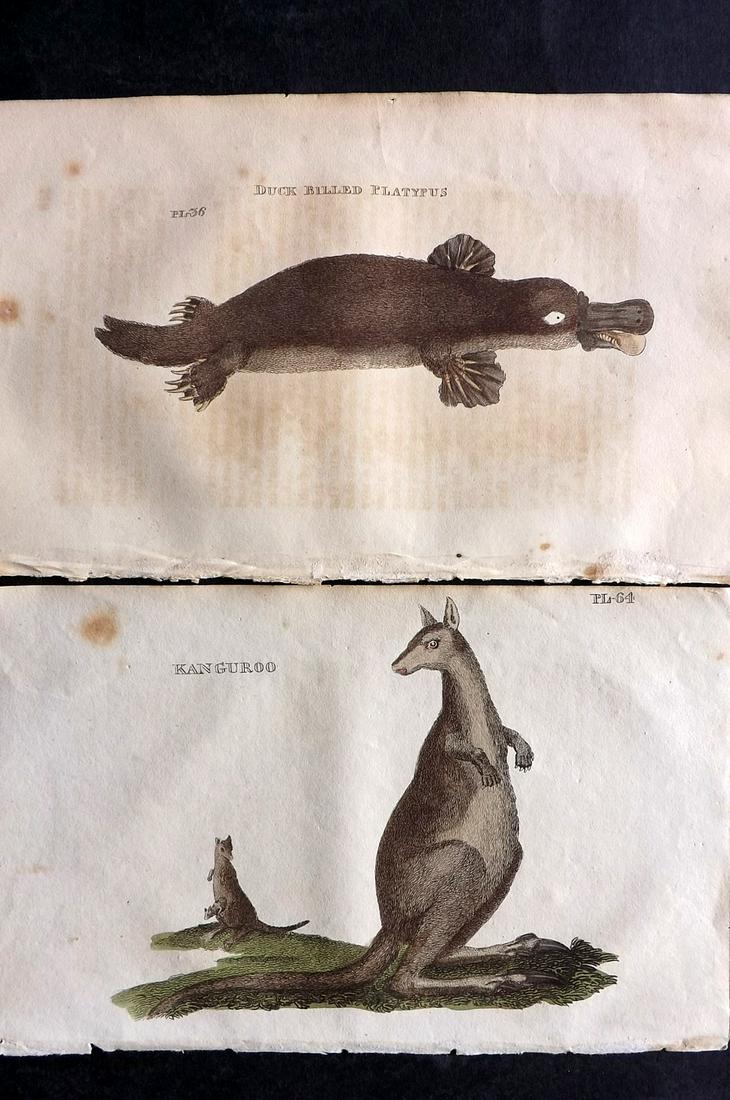 Brightly (Pub) 1811 Pair of HC Prints. Kangaroo, Platypus. Australia: Hand Colored Copper Plate Published 1811 by Brightly & Co, Bungay for "The Natural History of Quadrupeds and Cetaceous Animals" By Various Authors. Paper Size: 8 x 5 inch (20 x 13cm) Some background t