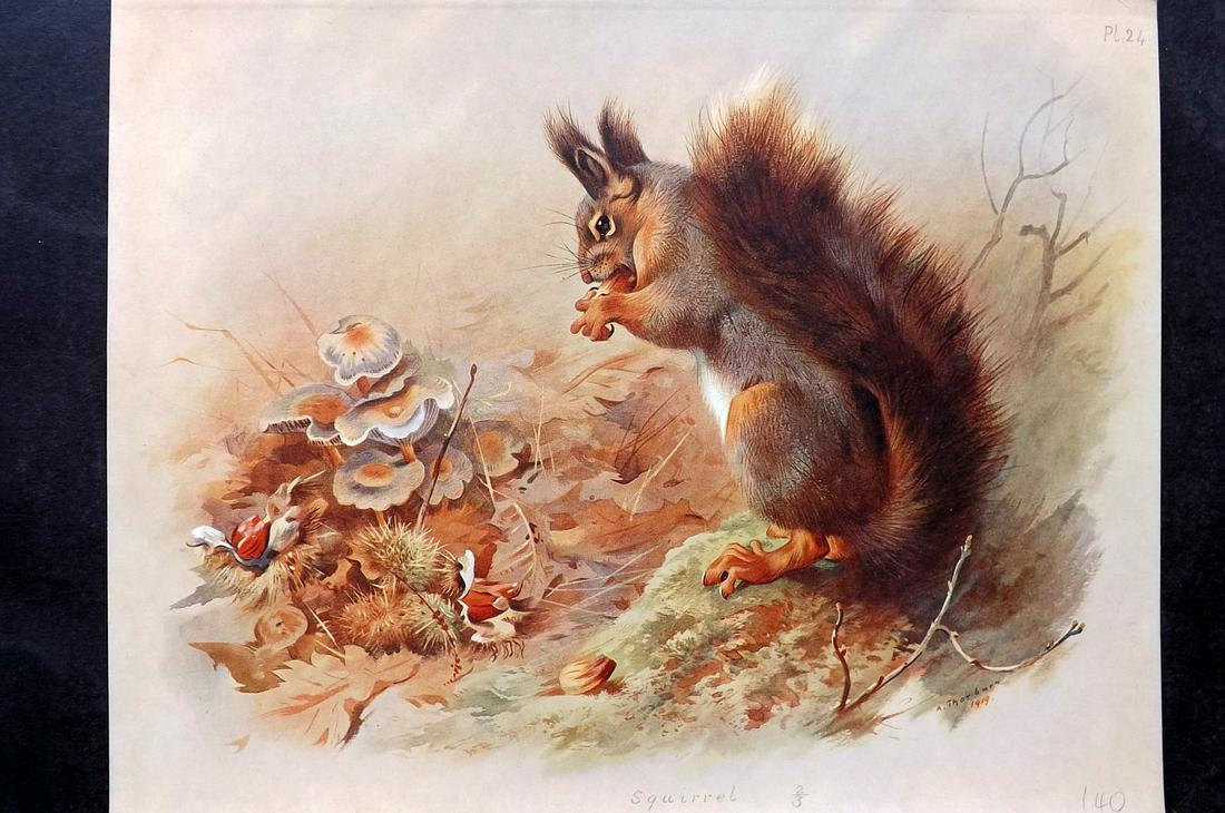 Thorburn, Archibald 1920 Rare Folio Print. Squirrel: Folio Chromolithographs Published 1920-21, London for "British Mammals" by Archibald Thorburn. On Heavy Stock Paper. Rare. This Edition Limited to 500 Copies. Paper Size: 12.5 x 10 inch (32 x 25cm) Go