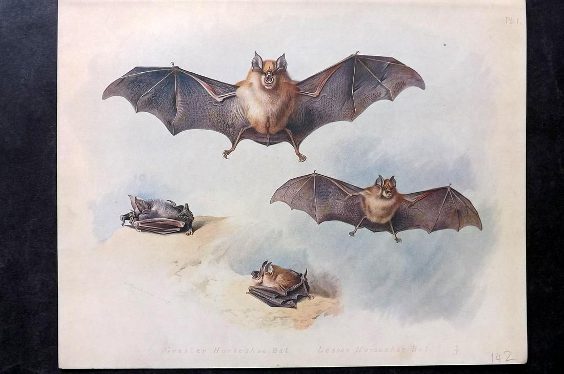 Thorburn, Archibald 1920 Rare Folio Print. Horseshoe Bats: Folio Chromolithographs Published 1920-21, London for "British Mammals" by Archibald Thorburn. On Heavy Stock Paper. Rare. This Edition Limited to 500 Copies. Paper Size: 12.5 x 10 inch (32 x 25cm) Go