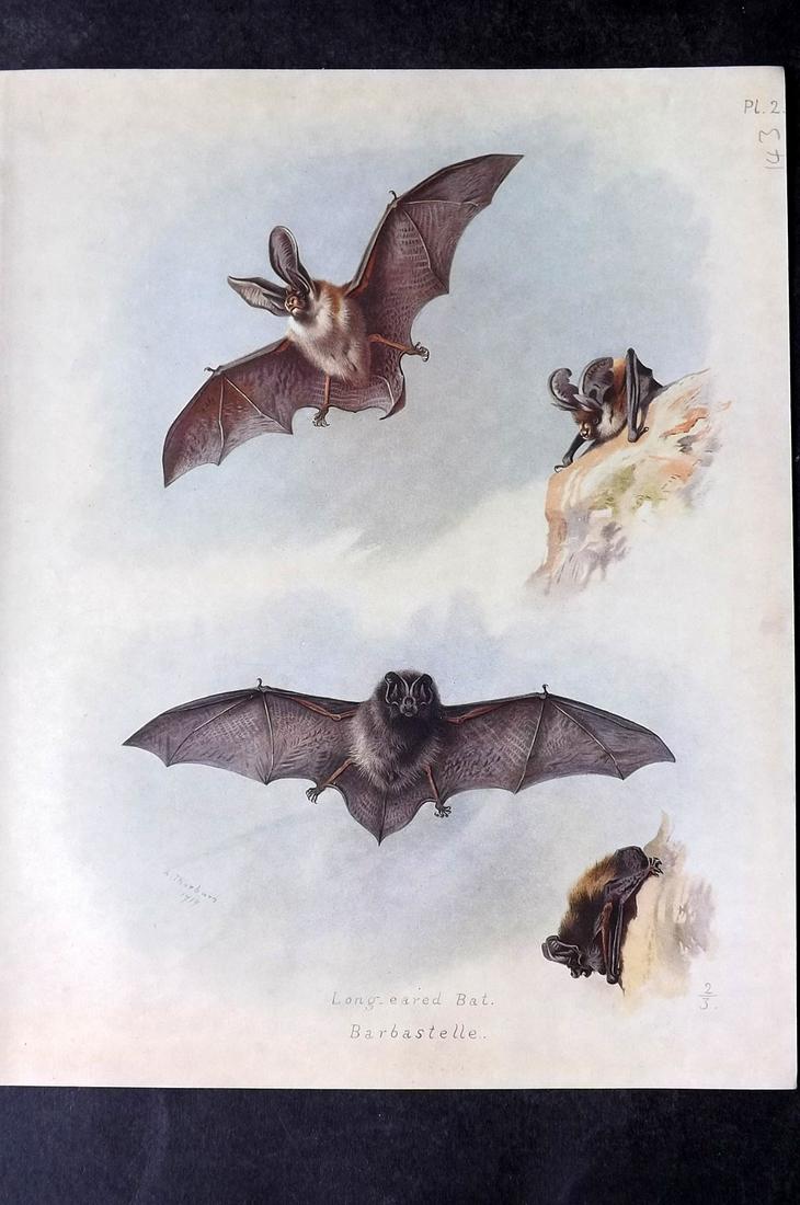 Thorburn, Archibald 1920 Rare Folio Print. Long Ear & Babastelle Bats (1 of 2)