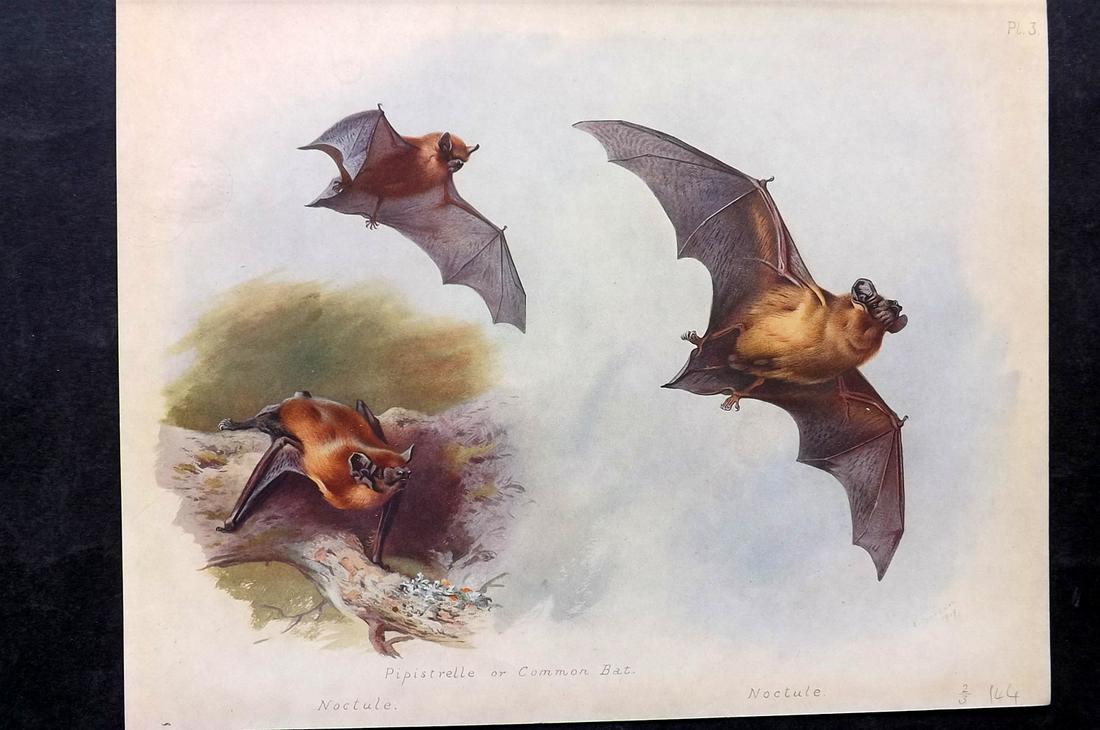 Thorburn, Archibald 1920 Rare Folio Print. Noctule Bats: Folio Chromolithographs Published 1920-21, London for "British Mammals" by Archibald Thorburn. On Heavy Stock Paper. Rare. This Edition Limited to 500 Copies. Paper Size: 12.5 x 10 inch (32 x 25cm) Go