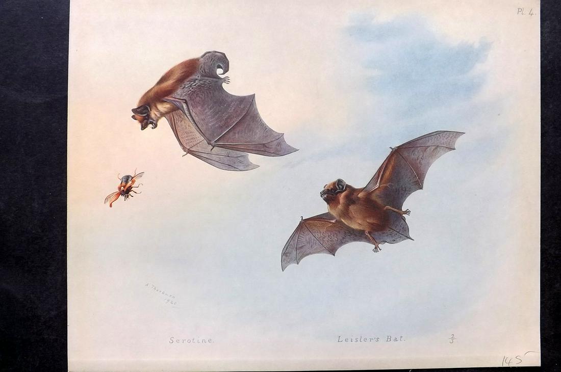 Thorburn, Archibald 1920 Rare Folio Print. Serotine, Leisler's Bat: Folio Chromolithographs Published 1920-21, London for "British Mammals" by Archibald Thorburn. On Heavy Stock Paper. Rare. This Edition Limited to 500 Copies. Paper Size: 12.5 x 10 inch (32 x 25cm) Go