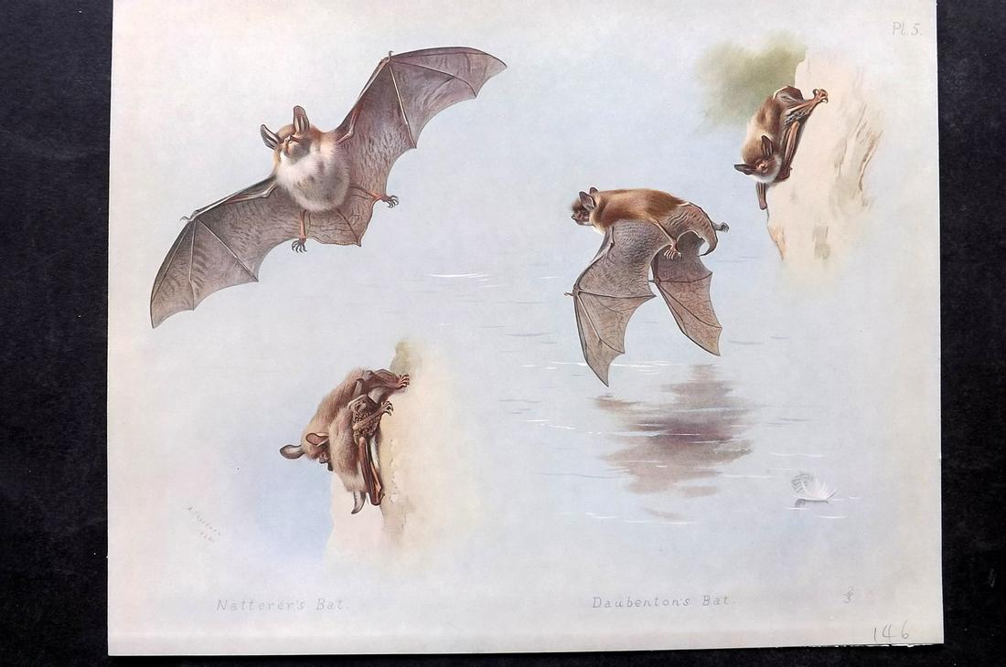 Thorburn, Archibald 1920 Rare Folio Print. Natterer's & Duabenton's Bat: Folio Chromolithographs Published 1920-21, London for "British Mammals" by Archibald Thorburn. On Heavy Stock Paper. Rare. This Edition Limited to 500 Copies. Paper Size: 12.5 x 10 inch (32 x 25cm) Go