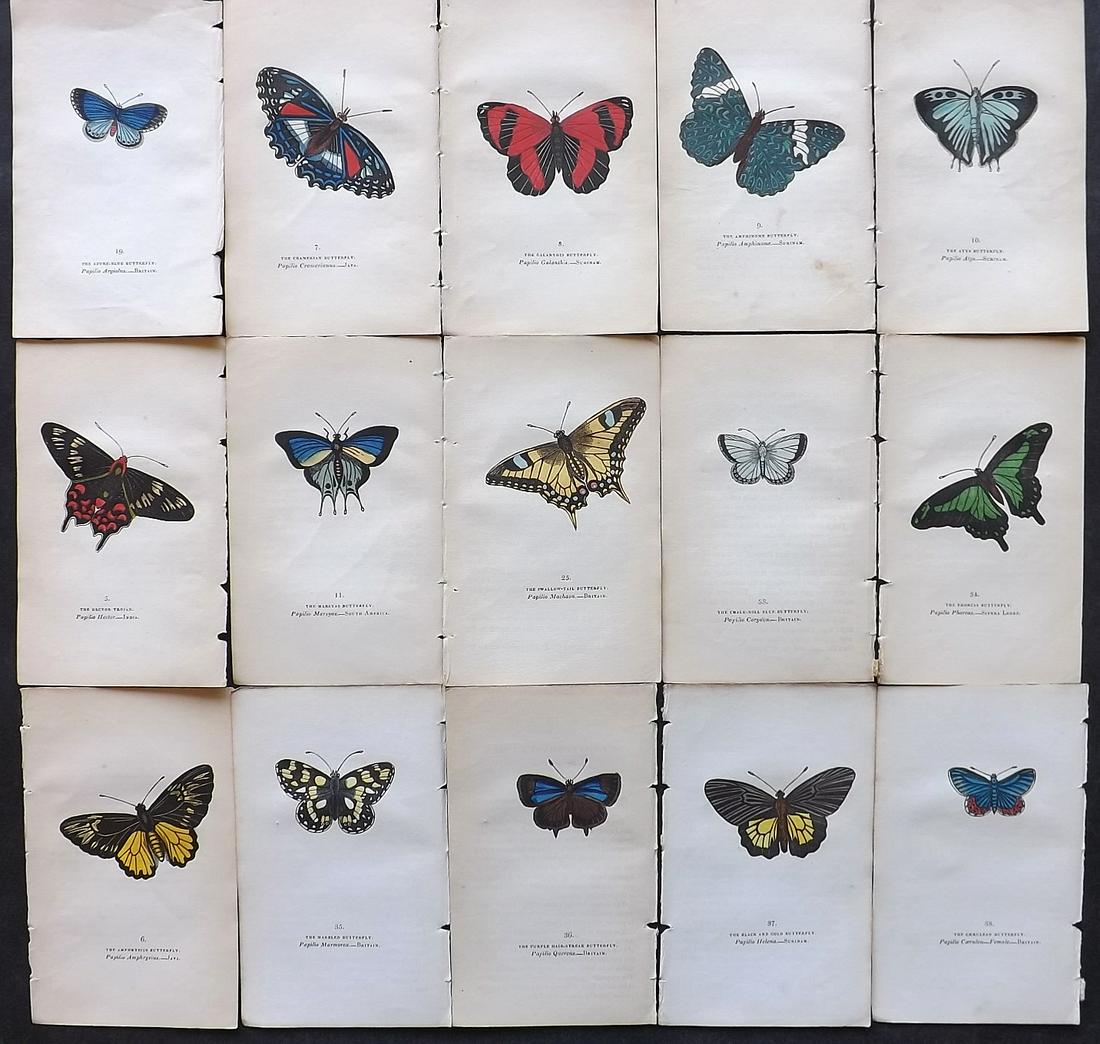 Brown, Captain 1834 Lot of 15 Hand Col Butterfly Prints: Hand Coloured Lithographs Published 1834, London for "The Book of Butterflies, Sphinges, and Moths" by Captain Thomas Brown. Part of Constable's Miscellany Series. Paper Size: 5.5 x 3.5 inch (14 x 9cm