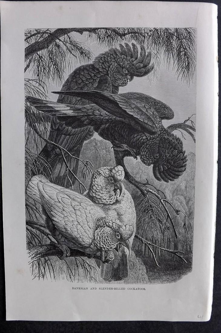 Lydekker, Richard 1895 Bird Print. Cockatoos - Australia: Wood Engraving (Reverse side blank) Published 1894-95, London for "The Royal Natural History" by Richard Lydekker. Illustrated by Smit, Keulemans, Wolf and others. Paper Size: 10 x 6.5 inch (25 x 16.5