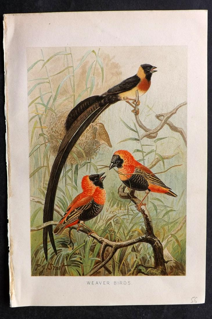 Lydekker, Richard 1895 Bird Print. Weaver Birds: Chromolithograph Published 1894-95, London for "The Royal Natural History" by Richard Lydekker. Illustrated by Smit, Keulemans, Wolf and others. Paper Size: 10 x 6.5 inch (25 x 16.5cm) Good Condition