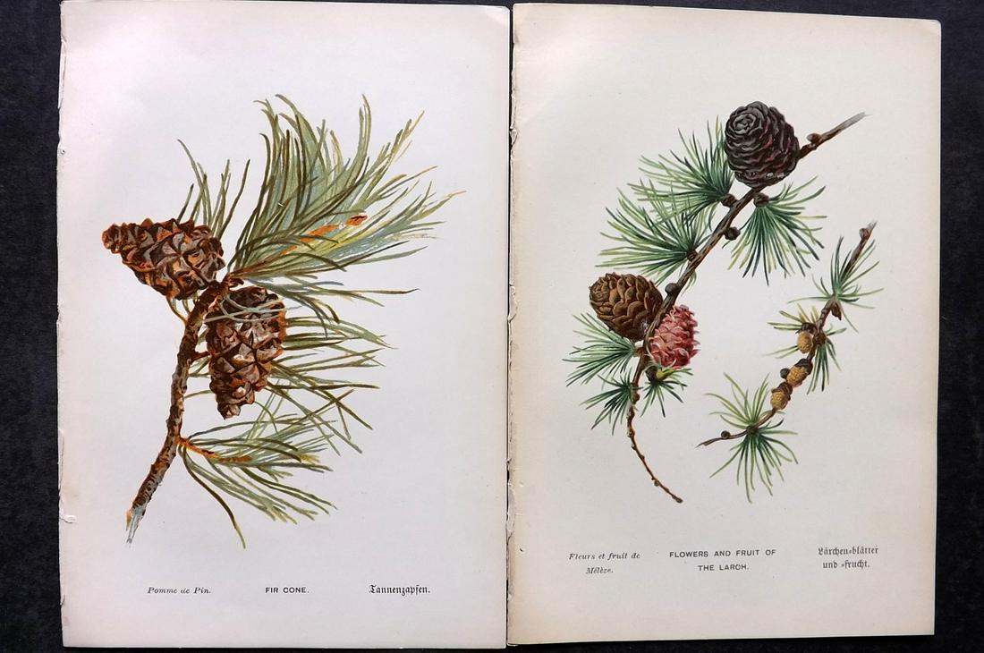 Boulger, George 1888 Pair of Pine Cone Prints. 1st Ed.: Chromolithographs Published 1887-88, London for "Familiar Trees" First Edition by George Boulger. Paper Size: 7 x 5 inch (18 x 13cm) Good Condition