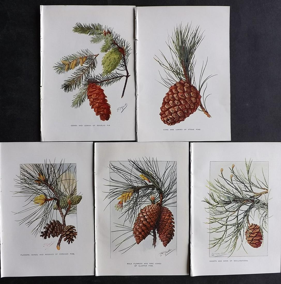 Boulger, George 1907 Lot of 5 Pine Cone Prints: Offset Lithographs Published 1907, London for "Familiar Trees" by George Boulger. Paper Size: 7 x 5 inch (18 x 13cm) Very Minor toning in parts. Good Condition