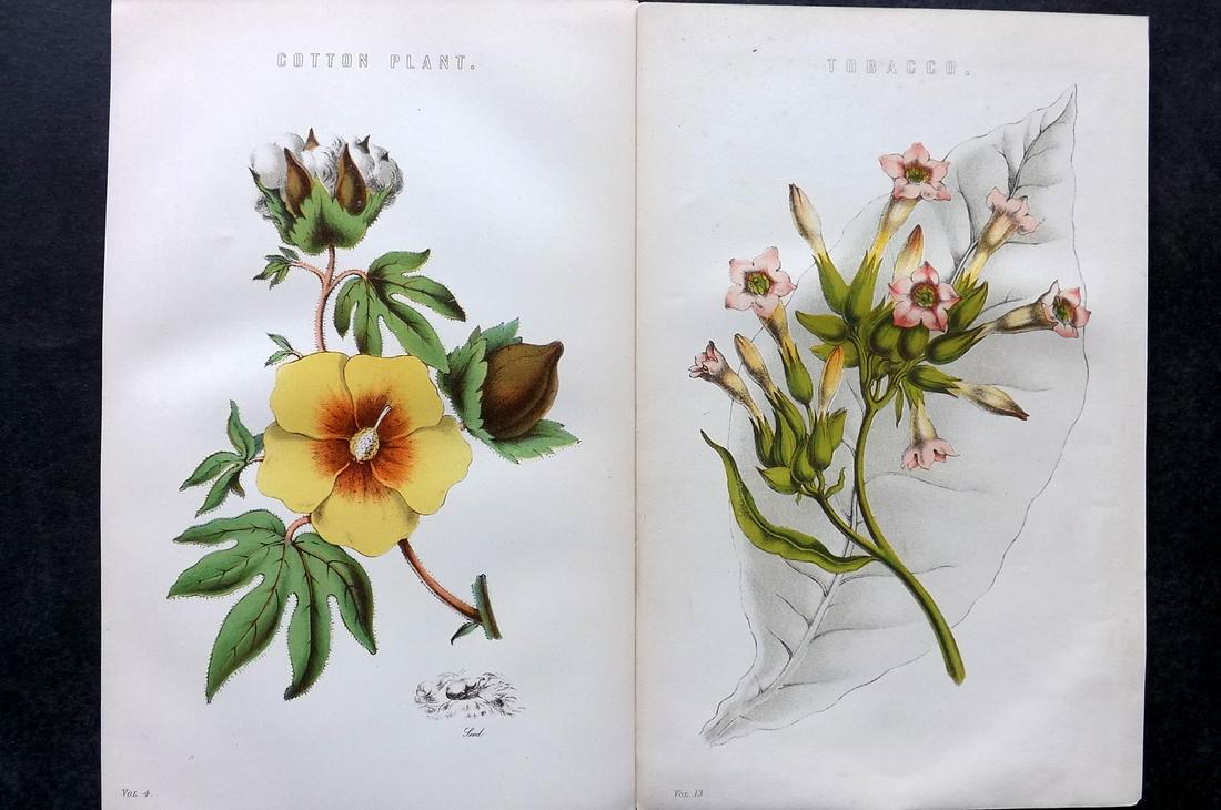 Nat. Ency. 1891 Pair of Botanical Prints. Tobacco & Cotton: Chromolithographs Published 1891-1901 by William Mackenzie, London for "The National Encyclopedia: A dictionary of Universal Knowledge" Paper Size: 9.5 x 6 inch (24 x 16cm) Occasional duplicates. Good
